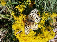 Fosile butte (17).JPG